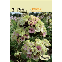 Флокс Щербет Бленд