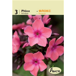 Флокс Виндсор