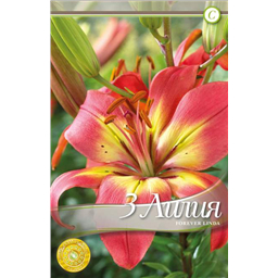 Форевер Линда