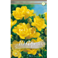 Фрезия махровая Йеллоу