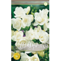 Фрезия махровая Вайт