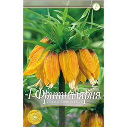 Фритилярия Империалис Страйпд Бьюти