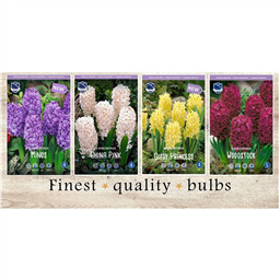 GAH-625 Гиацинты(4x40шт.)16/17