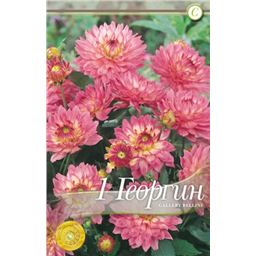 Галлери Беллини