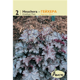 Гейхера Аметист Мист