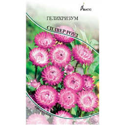Гелихризум Сильвер Роуз