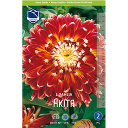 Георгина Акита