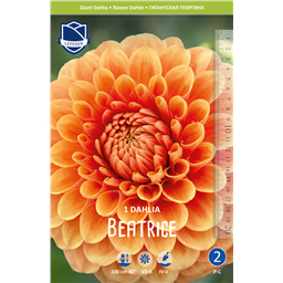 Георгина Биатрис