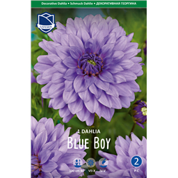 Георгина Блю Бой