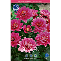 Георгина Блюсетт