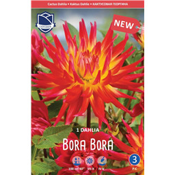 Георгина Бора Бора