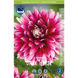 Георгина Дарк Хорс