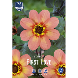 Георгина Ферст Лав