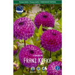 Георгина Франц Кафка