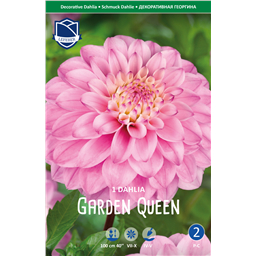 Георгина Гарден Квин