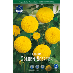 Георгина Голден Сцептер