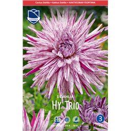 Георгина Хай Трио