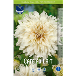 Георгина Кафе а Лайт