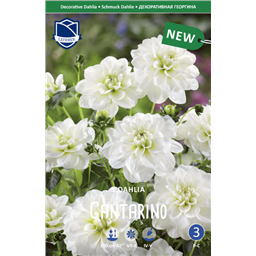 Георгина Кантарино