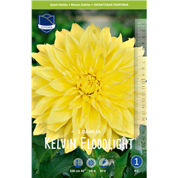 Георгина Келвин Флудлайт