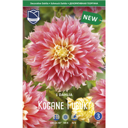 Георгина Коган Фубуки