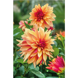 Георгина Лабиринт