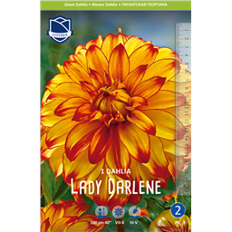 Георгина Леди Дарлен