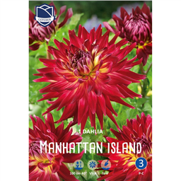 Георгина Манхэттен Айлэнд