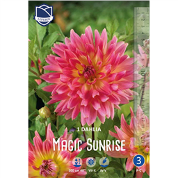 Георгина Меджик Санрайз