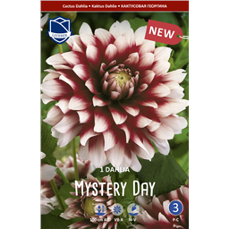 Георгина Мистери Дей