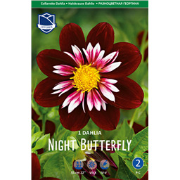 Георгина Найт Баттерфляй
