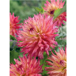 Георгина Ненекази