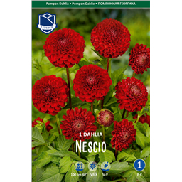 Георгина Несцио