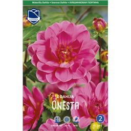 Георгина Онеста