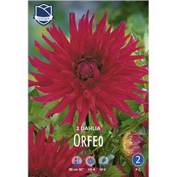 Георгина Орфео