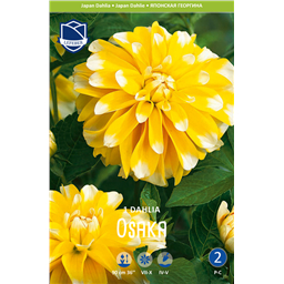 Георгина Осака