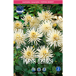 Георгина Плая Бланка