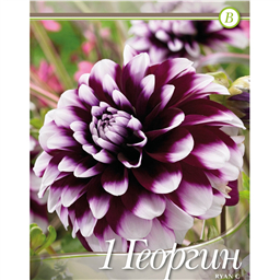 Георгина Райан Си