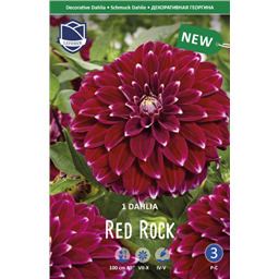 Георгина Ред Рок