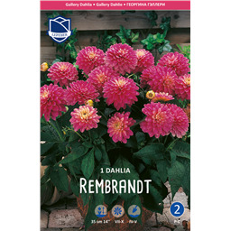 Георгина Рембрандт