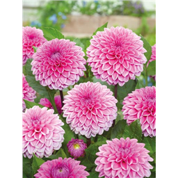 Георгина Сандра