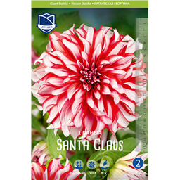 Георгина Санта Клаус
