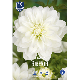 Георгина Сиберия