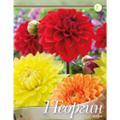 Георгина Смесь Декоративных  оранжевых/красных/желтых