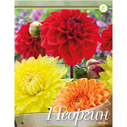 Георгина Смесь Декоративных  оранжевых/красных/желтых