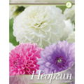 Георгина Смесь Декоративных розовых/пурпурных/белых