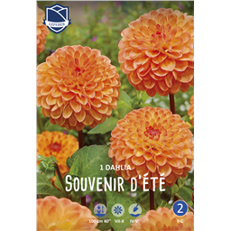 Георгина Сувенир Д'Ете