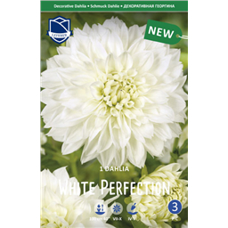 Георгина Уайт Перфекшн