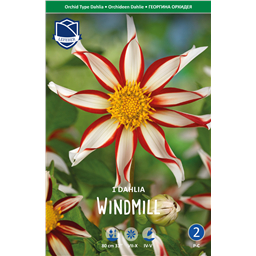 Георгина Вайндмилл