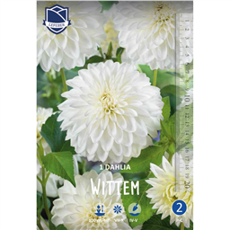 Георгина Виттем